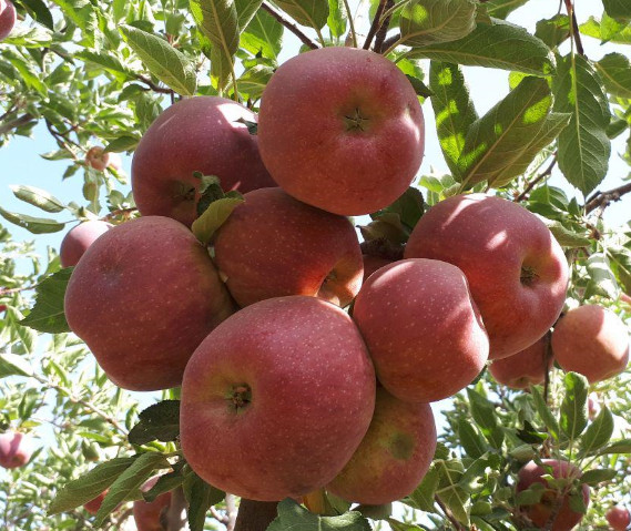 سمیرم؛ سیب صادراتی + خرید سیب سمیرم